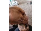 Adopt Jethro Whiskey Cloward a Brown/Chocolate - with White American Pit Bull