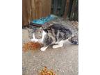 Adopt Little man a Brown Tabby American Shorthair / Mixed (short coat) cat in
