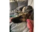 Adopt Ziva a Black - with Tan, Yellow or Fawn German Shepherd Dog / Mixed dog in