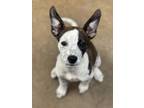 Adopt June a Mixed Breed (Medium) / Mixed dog in Duncan, OK (41470868)