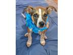 Adopt Josh a Mixed Breed (Medium) / Mixed dog in Duncan, OK (41470867)