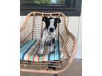 Adopt Johnny a Mixed Breed (Medium) / Mixed dog in Duncan, OK (41470866)