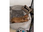 Adopt Max a Tan/Yellow/Fawn Dachshund / Mixed dog in Las Vegas, NV (41473802)