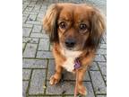 Adopt Star a Brown/Chocolate - with White Cocker Spaniel / King Charles Spaniel