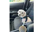 Adopt Chase a Bichon Frise / Poodle (Standard) / Mixed dog in Hampton