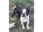 Adopt Sparky a Boston Terrier / Mixed dog in Anaheim, CA (41473099)