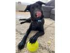 Adopt Toby a Black German Shepherd Dog / Labrador Retriever / Mixed dog in