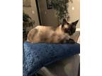 Adopt Cocoa (MC) a Brown or Chocolate (Mostly) Siamese / Mixed (short coat) cat