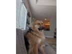 Adopt Sadie a Brown/Chocolate - with White German Shepherd Dog / Mixed dog in