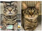 Adopt Taco & Pongo a Gray, Blue or Silver Tabby Domestic Mediumhair / Mixed