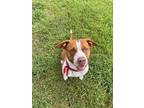 Adopt Tabby Ark a White American Pit Bull Terrier dog in Twin Falls