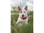 Adopt Oakley a American Pit Bull Terrier / Mixed Breed (Medium) / Mixed dog in