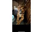 Adopt Laine a Red/Golden/Orange/Chestnut - with White Australian Shepherd /
