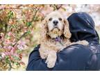 Adopt Sloane a Tan/Yellow/Fawn Cocker Spaniel / Mixed dog in Drumbo