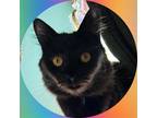 Adopt SEELIE - Offered by Owner - Young Female a Brown or Chocolate Domestic