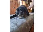 Adopt Pineapple "MrBrown" Henson BIR a Black - with White Golden Retriever /