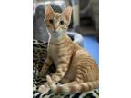 Adopt KING a Orange or Red Domestic Shorthair (short coat) cat in Northwood