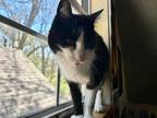 Adopt Bobbi a Black & White or Tuxedo Domestic Shorthair (short coat) cat in