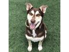 Adopt Lokie Lee a Brown/Chocolate Siberian Husky / Labrador Retriever dog in