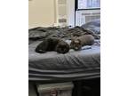 Adopt Teo & Tango (NYC) a Black (Mostly) British Shorthair / Mixed (short coat)