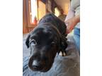 Adopt Melon "Pink" Henson BIR a Black - with White Golden Retriever / Labrador