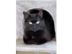 Adopt Olive a All Black Domestic Shorthair (short coat) cat in Anchorage