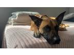 Adopt Nara a Tan/Yellow/Fawn Belgian Malinois / Shepherd (Unknown Type) / Mixed