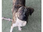 Adopt Star a American Pit Bull Terrier / Mixed dog in El Cajon, CA (41473178)