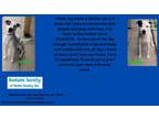 Adopt Whitie a American Pit Bull Terrier / Mixed dog in Kendallville