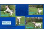 Adopt Solomon a Labrador Retriever / Mixed dog in Kendallville, IN (41473164)