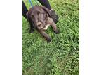 Adopt Groot a Black - with White Labrador Retriever / Australian Shepherd /