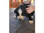 Adopt Strawberry Henson BIR a Black - with White Golden Retriever / Labrador