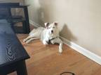 Adopt Kiwi a White - with Brown or Chocolate Anatolian Shepherd / Mixed dog in