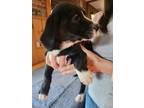 Adopt Guava "Aqua" Henson BIR a Black - with White Golden Retriever / Labrador
