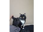 Adopt Willow a Black & White or Tuxedo American Shorthair / Mixed (short coat)