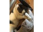 Adopt Axel a Gray, Blue or Silver Tabby Scottish Fold / Mixed (medium coat) cat