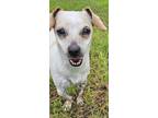 Adopt Mochi a White - with Red, Golden, Orange or Chestnut Chiweenie / Mixed dog