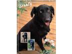 Adopt Beauty????Foster Yadkin Cty, NC a Black - with White Australian Shepherd /