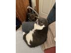 Adopt Spanky a Gray or Blue (Mostly) Domestic Mediumhair / Mixed (medium coat)