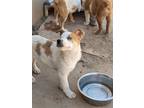 Adopt ZIZI a White - with Red, Golden, Orange or Chestnut Australian Cattle Dog