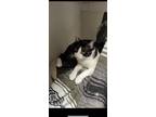 Adopt Mac a Black & White or Tuxedo Domestic Mediumhair / Mixed (medium coat)