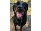 Adopt Remy a Black - with Tan, Yellow or Fawn Rottweiler / Mixed dog in
