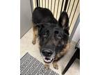 Adopt Milo a German Shepherd Dog / Mixed dog in Santa Rosa, CA (41472944)