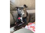 Adopt Zelda a Black Mutt / Mixed dog in Sparks, NV (41472969)