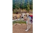 Adopt Hallie a Gray/Silver/Salt & Pepper - with Black Australian Shepherd /