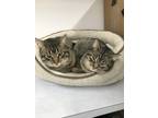 Adopt Mama a Brown Tabby Domestic Shorthair / Mixed (short coat) cat in