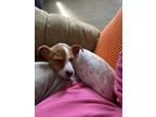 Adopt Duncan a White - with Brown or Chocolate Jack Russell Terrier / Australian