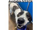 Adopt Dog Kennel #36 a Great Pyrenees / Mixed Breed (Medium) / Mixed dog in