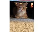 Adopt Fire and Ice a Orange or Red Tabby Domestic Shorthair (short coat) cat in