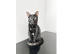 Adopt Pepper a Tortoiseshell American Shorthair / Mixed (short coat) cat in